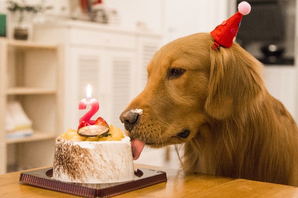 東京エリア別 店舗で買える犬用ケーキ22選 似顔絵や可愛いケーキで誕生日を楽しもう Inunavi いぬなび
